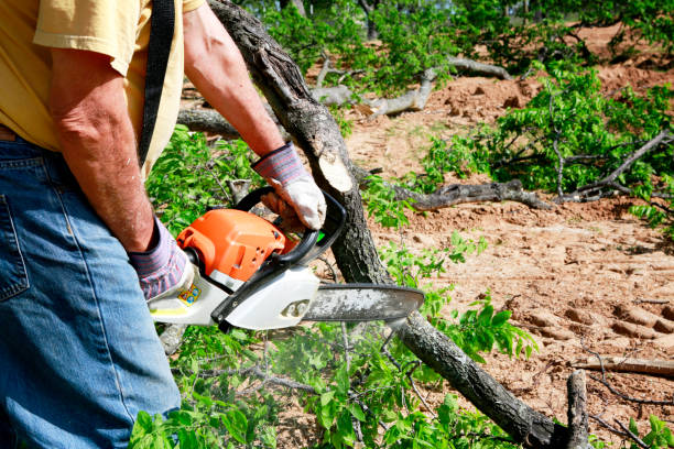 Tree Removal for Businesses in Andrews, SC